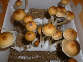cultivo 115.JPG