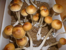 cultivo 118.JPG