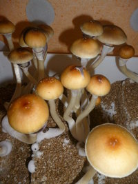 cultivo 119.JPG