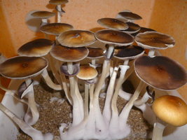 cultivo 123.JPG