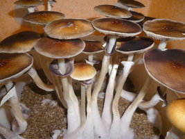 cultivo 124.JPG