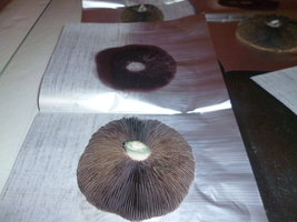 cultivo 145.JPG