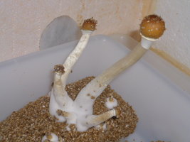 cultivo 140.JPG