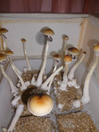 cultivo 141.JPG