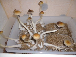 cultivo 142.JPG