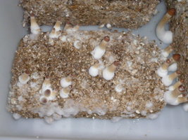 cultivo 143.JPG