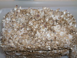 cultivo 150.JPG