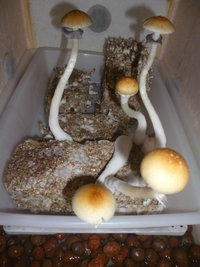 cultivo 151.JPG