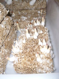 cultivo 152.JPG