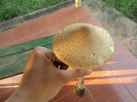 DSC04466.JPG
