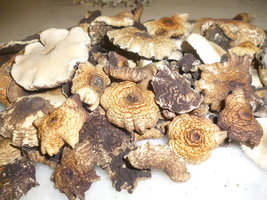cogumelos secos 2.JPG