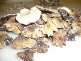 cogumelos secos 3.JPG