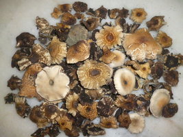 cogumelos secos 4.JPG