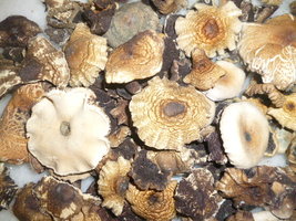 cogumelos secos 5.JPG