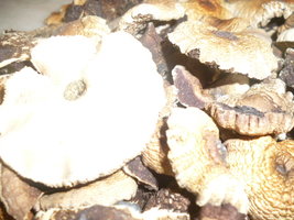 cogumelos secos 6.JPG