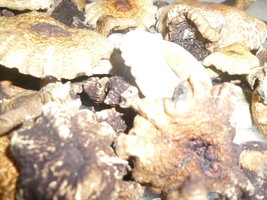 cogumelos secos 7.JPG