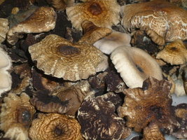 cogumelos secos 8.JPG