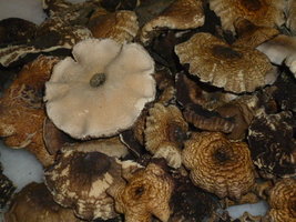 cogumelos secos 9.JPG