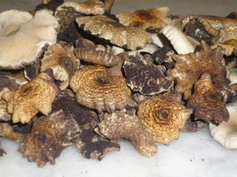 cogumelos secos 10.JPG