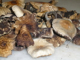 cogumelos secos 11.JPG