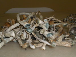 cogumelos secos 15.JPG