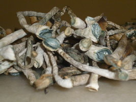 cogumelos secos 16.JPG