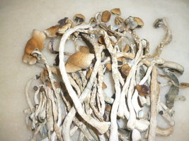 cogumelos secos 17.JPG