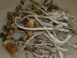 cogumelos secos 20.JPG