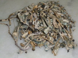 cogumelos secos 21.JPG