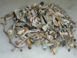 cogumelos secos 22.JPG