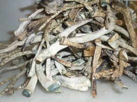 cogumelos secos 23.JPG
