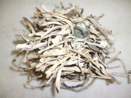 cogumelos secos 25.JPG