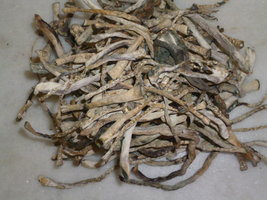 cogumelos secos 26.JPG