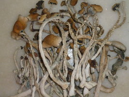 cogumelos secos 28.JPG