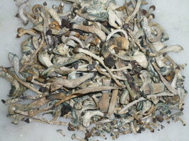cogumelos secos 30.JPG