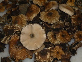 cogumelos secos 31.JPG