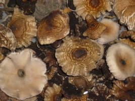 cogumelos secos 32.JPG
