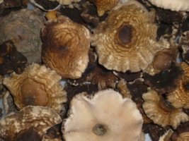 cogumelos secos 33.JPG