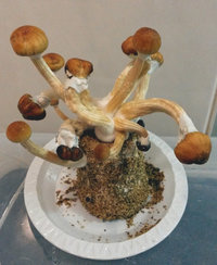 bolo1_701_3.jpg