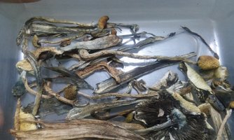 P.cubensis seco por esse processo.jpg