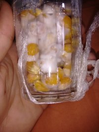 micelio saudavel (1).jpg