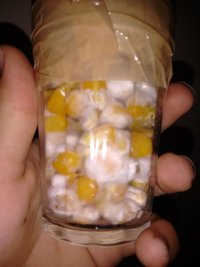 micelio saudavel (2).jpg