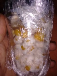 micelio saudavel (4).jpg