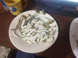 027.JPG 027.JPG