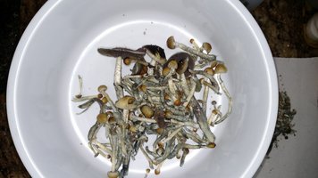 rendimento colheita triados.jpg
