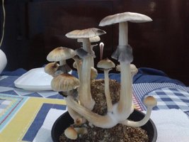 20150711_190115.jpg