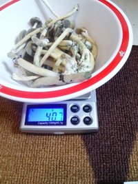 CAM00383.jpg