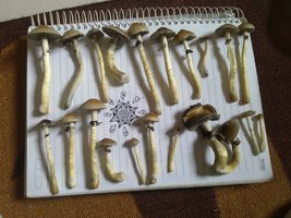 CAM00420.jpg