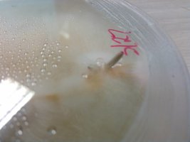 Tampanensis em agar oysterlover Shroomery 560149248-KIMG0750.jpg