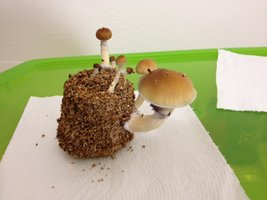 foto 3.JPG